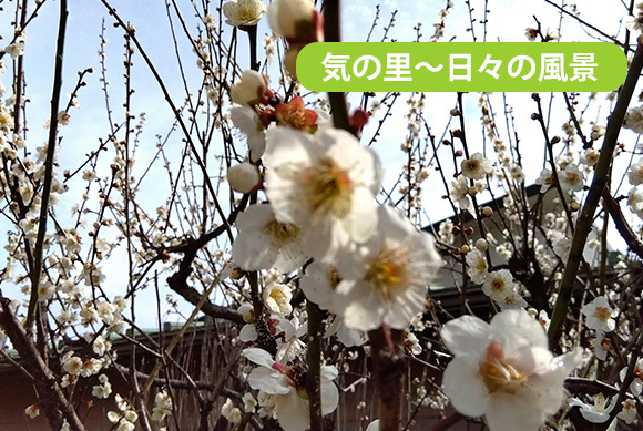 気の里　～日々の風景～