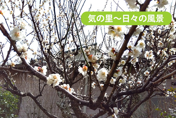 気の里　～日々の風景～
